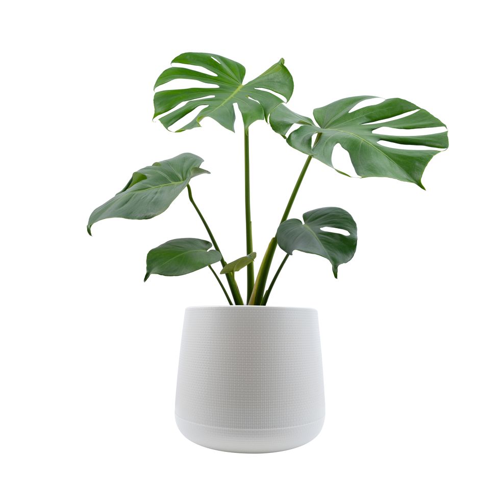 monstera trees planted isolated on white background