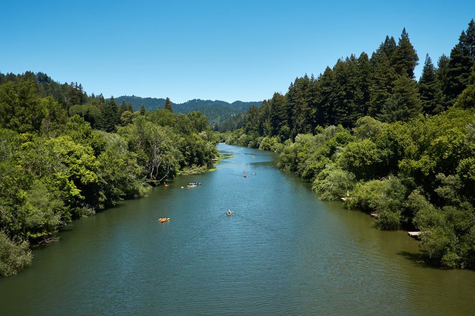 kayakers paddle up and down the russian river on a california summer day