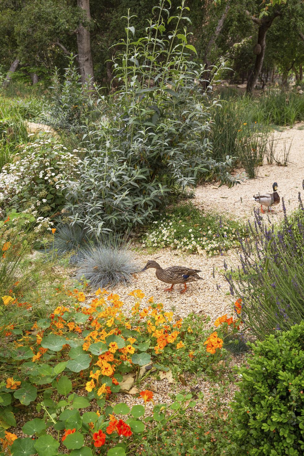 montecito-ducks-outdoor-awards-veranda