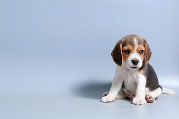 1 month pure breed beagle Puppy on gray screen