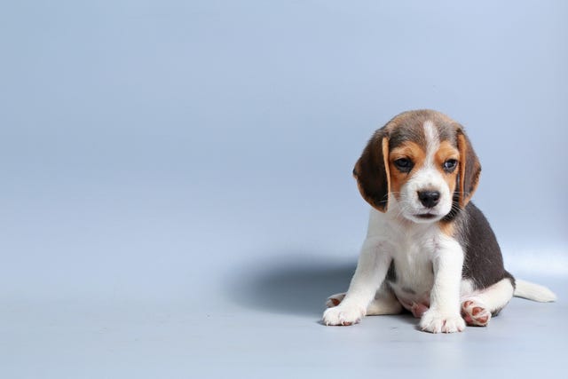 1 month pure breed beagle Puppy on gray screen