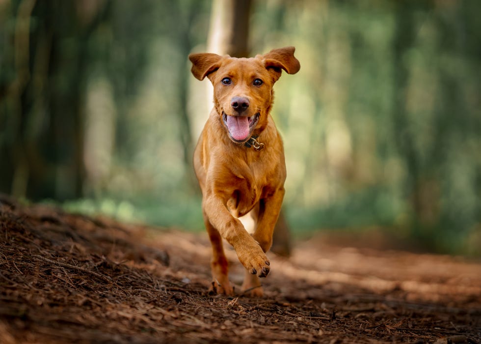 Most Popular Pet Names UK Revealed most-popular-pet-names-uk-revealed