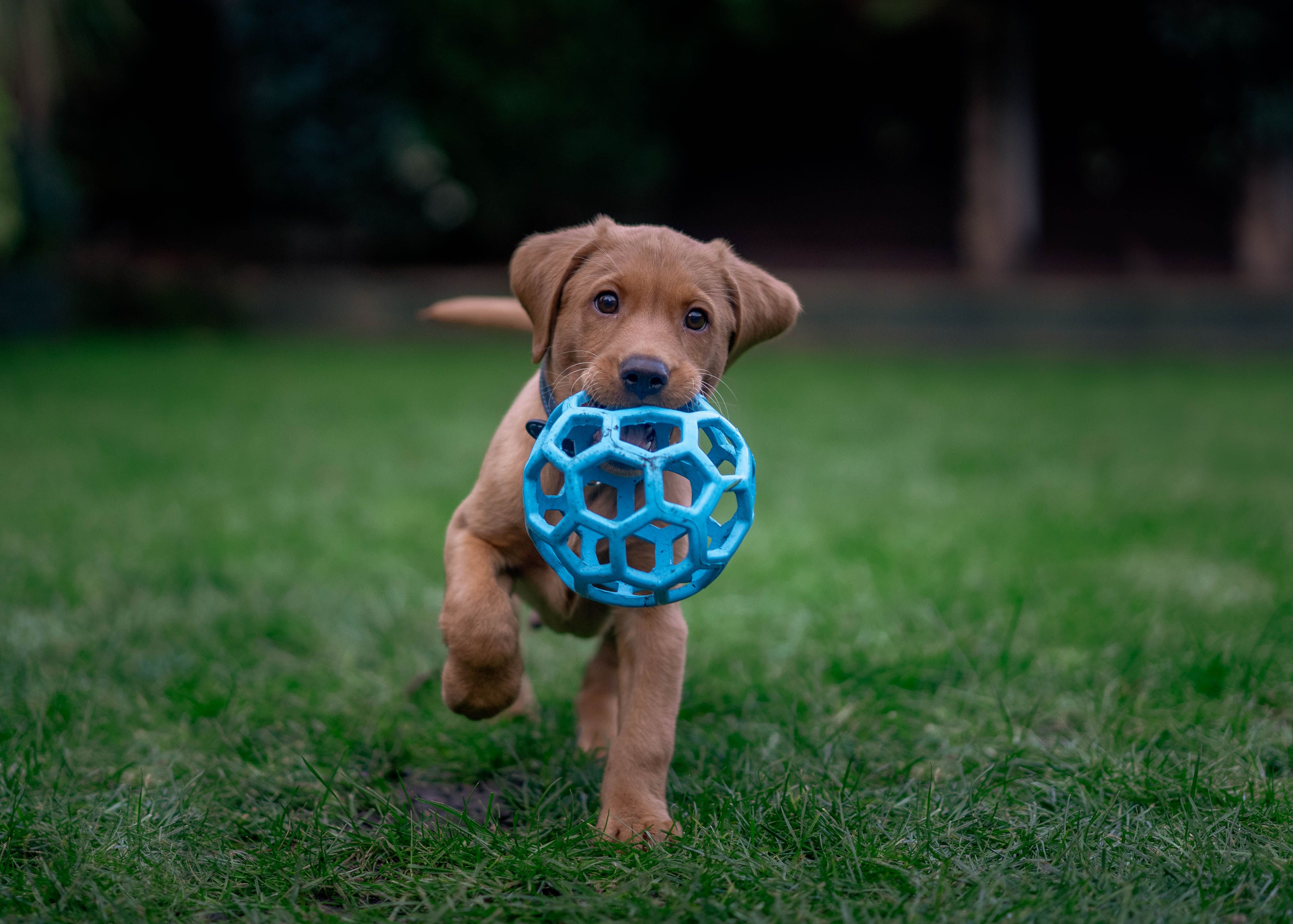 MONTI - Enrichment and Interactive Dog Toy