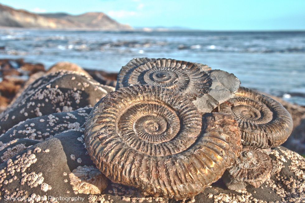 bij lyme regis aan de engelse jurassic coast kunnen bezoekers zelf fossielen vinden