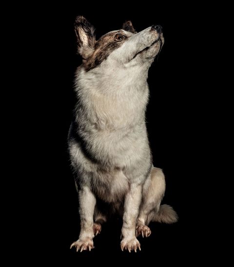 De hond Strelka werd op 19 augustus 1960 met een Sovjetruimtevaartuig gelanceerd samen met Belka Ook aan boord een konijn veertig muizen twee ratten vliegen planten en schimmels De hele levende have keerde ongeschonden op aarde terug