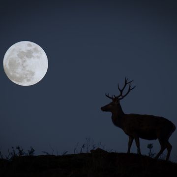 moonlight siluet buck moon