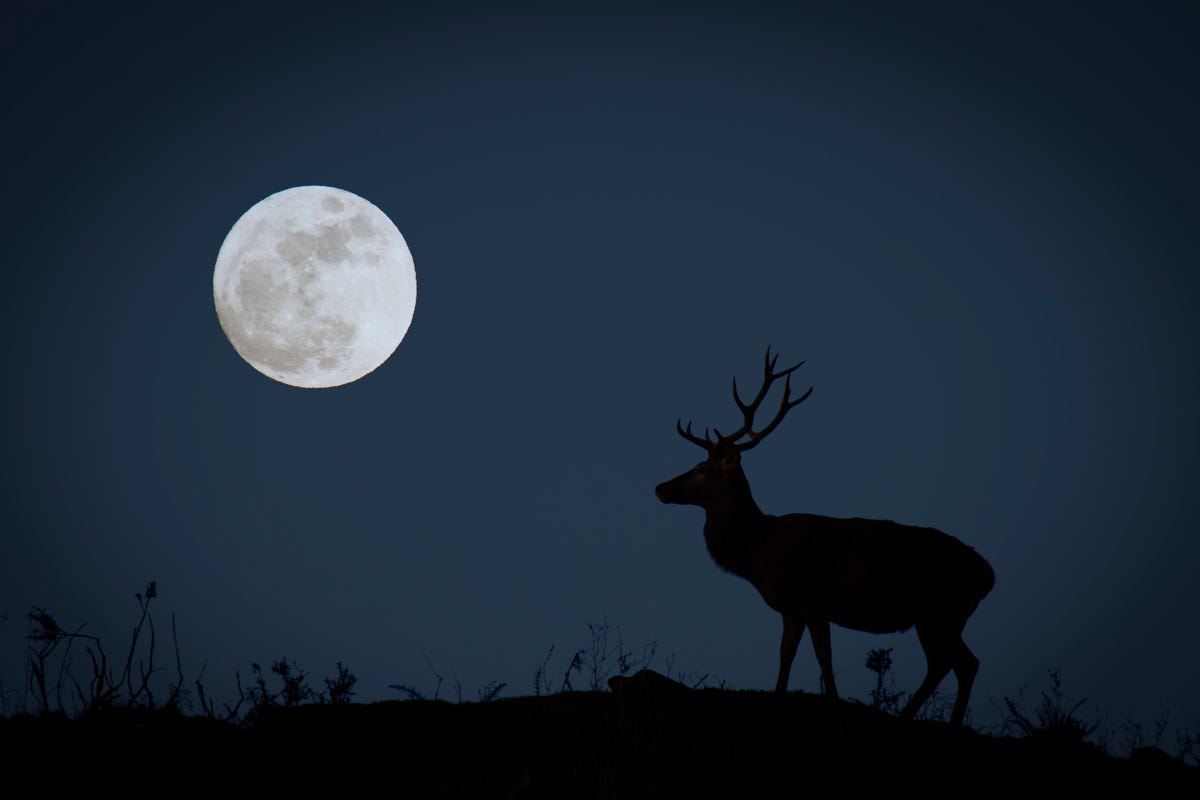 What Is a Buck Moon? Everything to Know About July's Full Moon