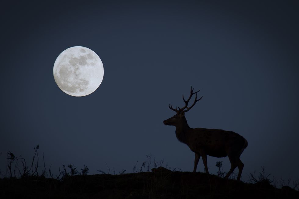 full moon with buck in silhouette representing october's hunter's moon