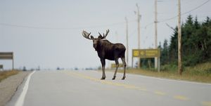 moose standing in highway