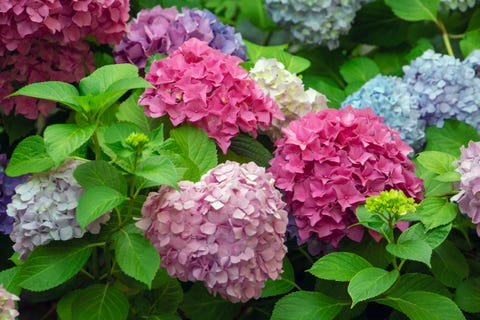 mophead hydrangea macrophylla