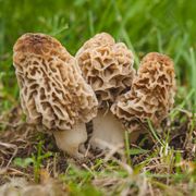 Mushroom, Agaricaceae, Fungus, Agaricomycetes, Natural landscape, Agaricus, Champignon mushroom, Edible mushroom, Medicinal mushroom, False morel, 