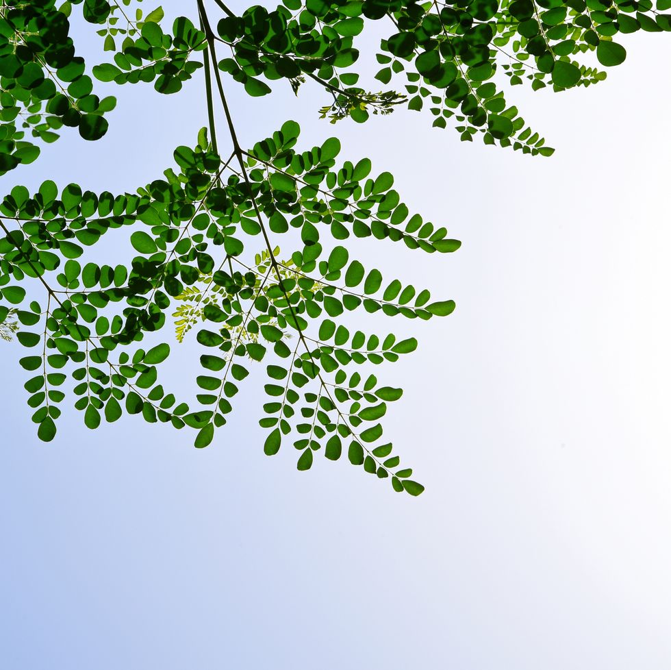 moringa leaf drumstick tree