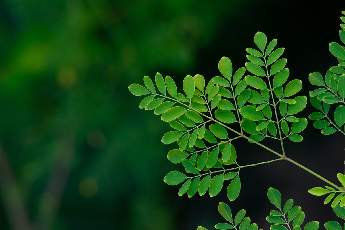 11 Health Benefits of Moringa, Plus Side Effects & How to Use