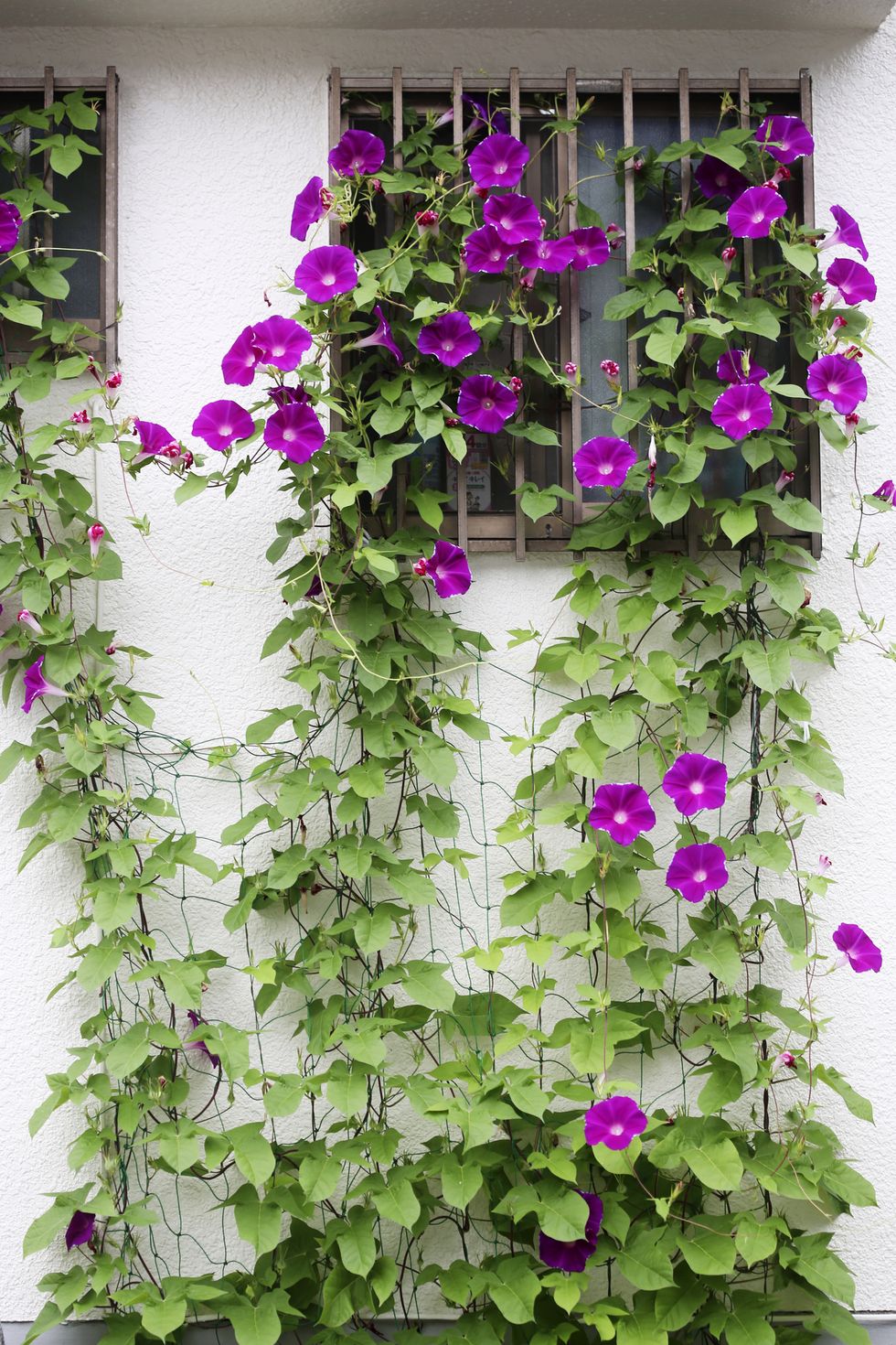 climbing vines on a garden wall