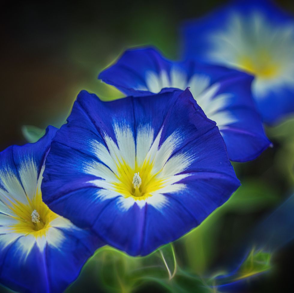 close up of morning glories flowers