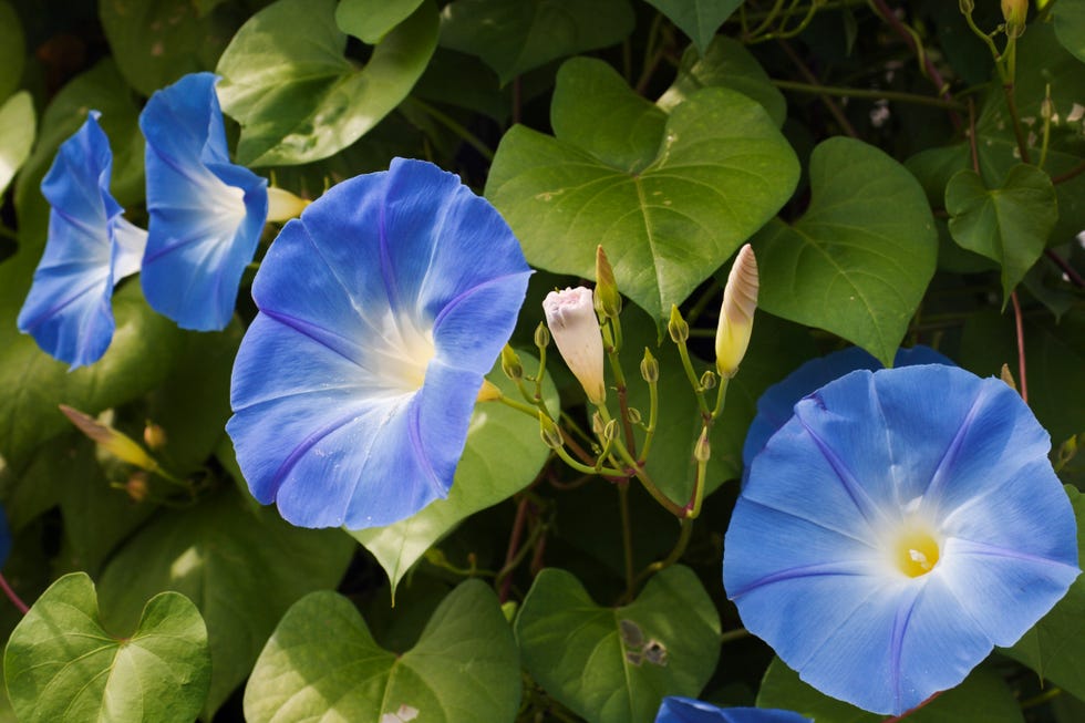 close  up of a morning glory garden plant in full summer bloom horizontal format