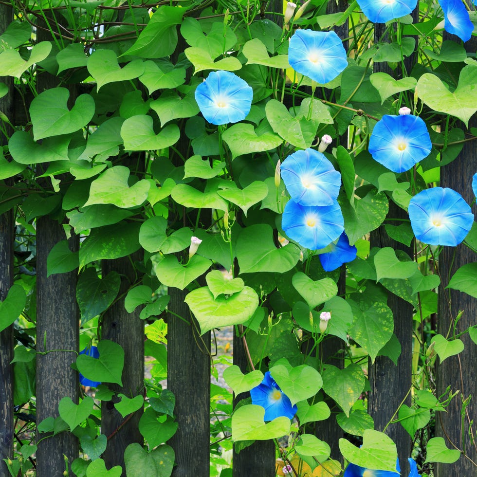 fence with beautiful blue morning glories
