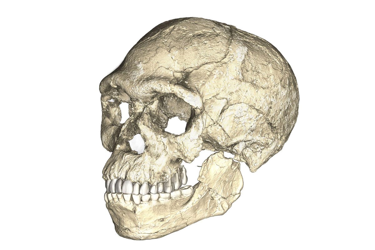 Wetenschappers maakten scans van verschillende fossielen van Jebel Irhoud om een reconstructie te maken van de vroege mensen die ooit op deze plek leefden