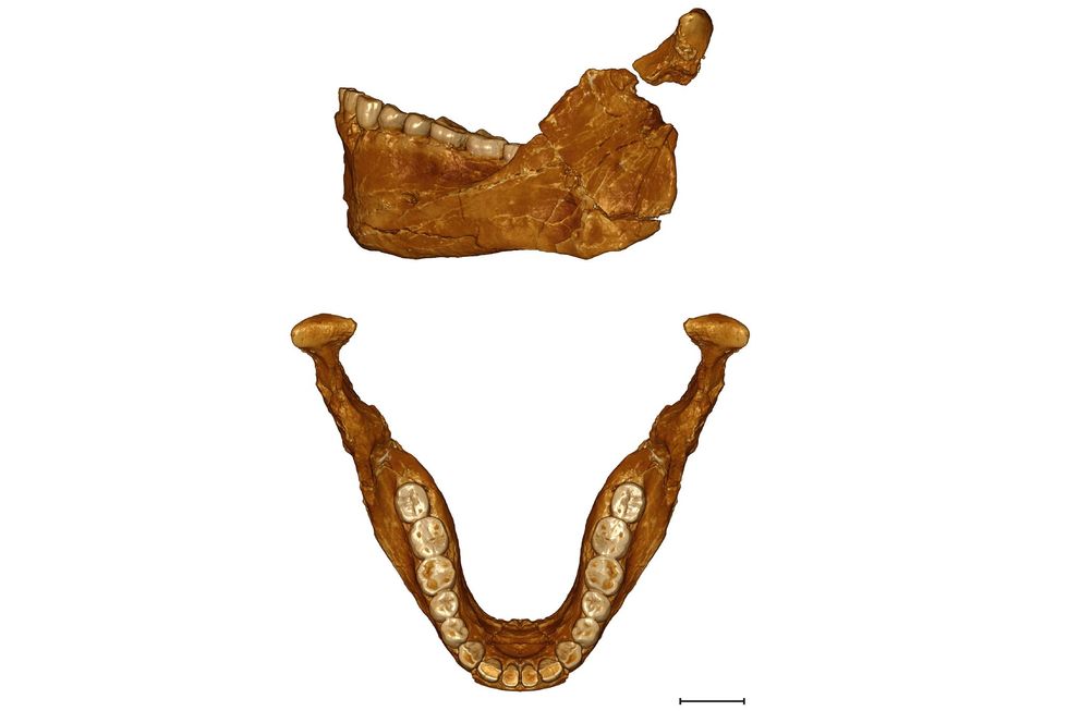 Met behulp van een virtuele reconstructie van de onderkaak van een volwassene die in Jebel Irhoud werd gevonden konden onderzoekers vervormingen en versplintering in het fossiele specimen corrigeren