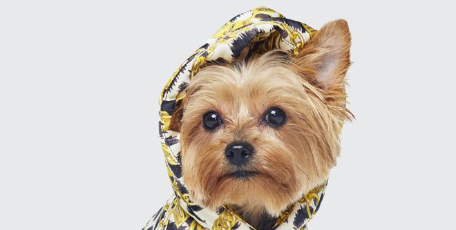 Dog, Dog clothes, Canidae, Mammal, Yorkshire terrier, Dog breed, Carnivore, Puppy, Companion dog, Terrier, 