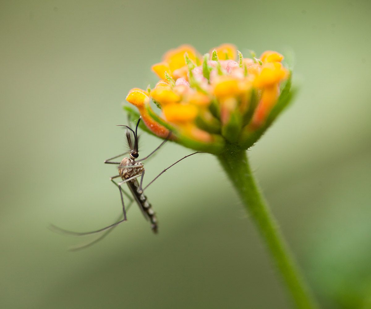 how to get rid of mosquitoes in gardens