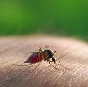 mosquito bite