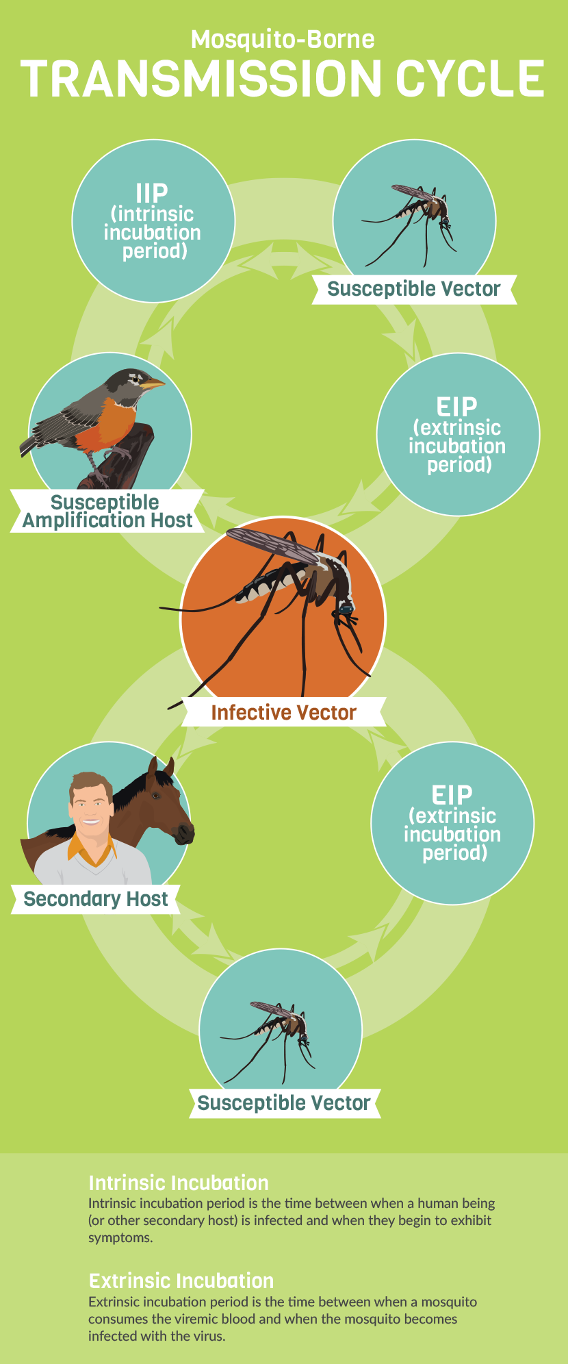 What's Your Actual Risk Of Getting A MosquitoBorne Illness? Prevention