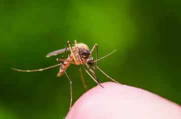 mosquito bites and how to avoid them