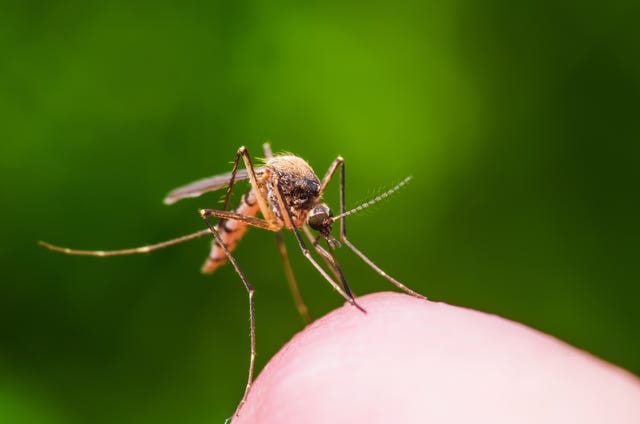 mosquito bites and how to avoid them