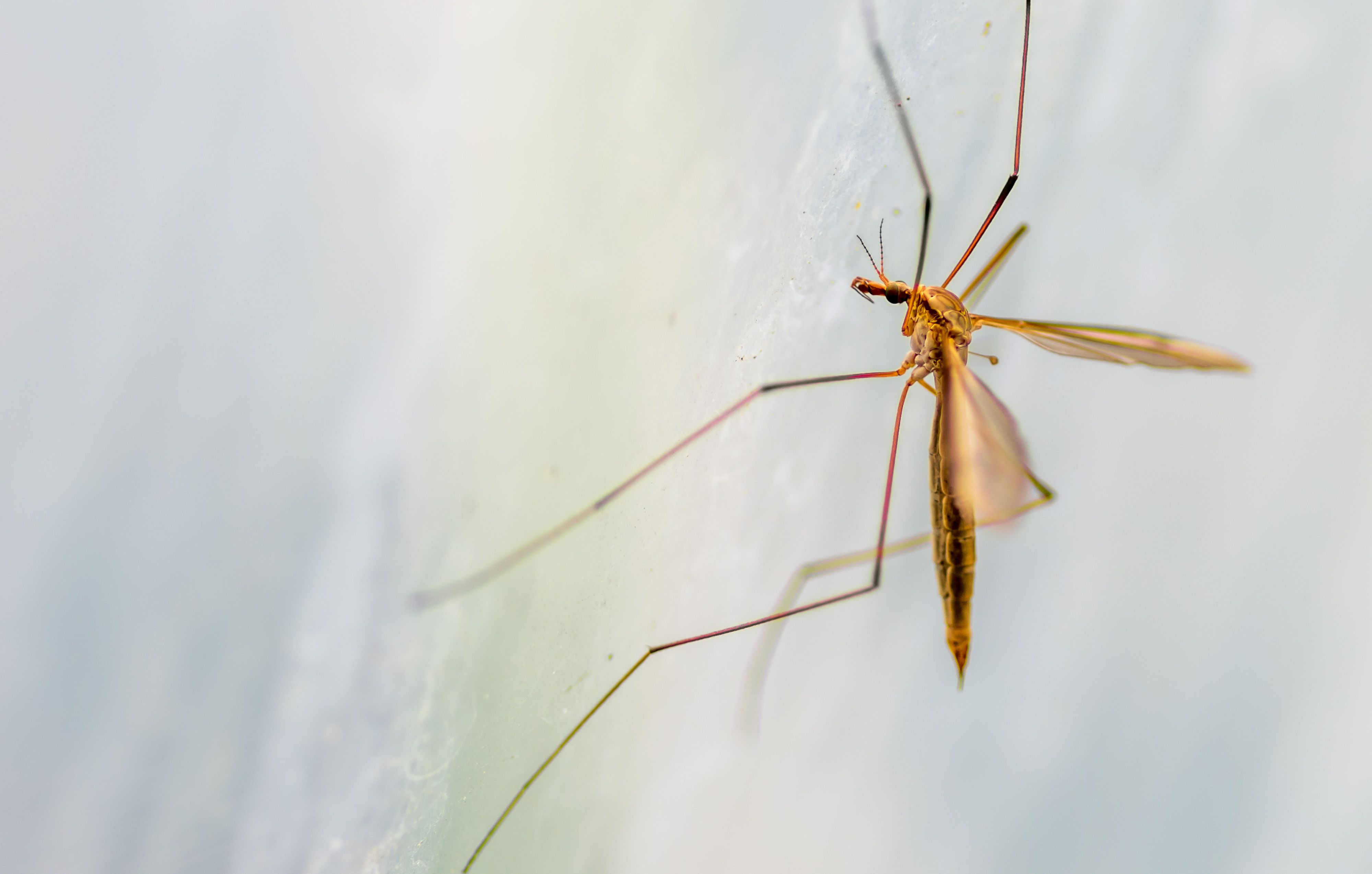 Mommy long legs, Macro shot of a female Daddy Long-Legs (Ph…