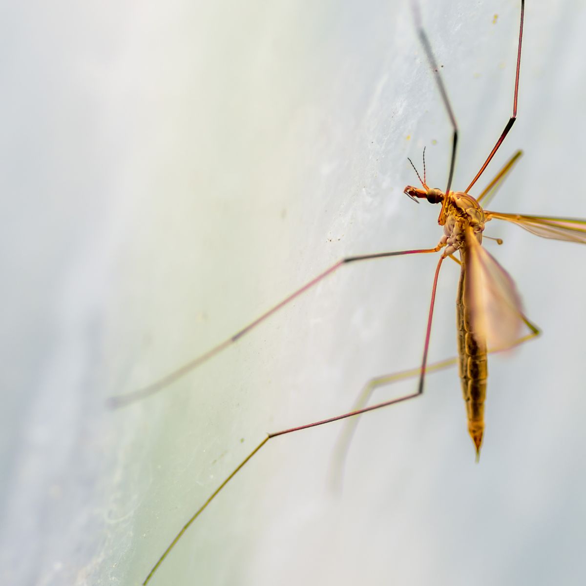 How to Get Rid of Crane Flies - Crane Fly Larvae Removal Tips