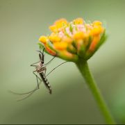 a mosquito on a flower