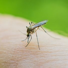 mosquito on skin drinks blood.