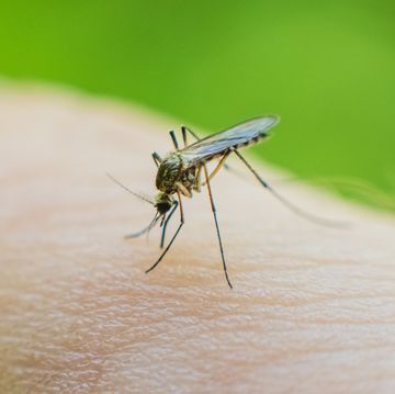 mosquito on skin drinks blood.