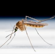 best mosquito repellents for yard