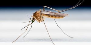 best mosquito repellents for yard