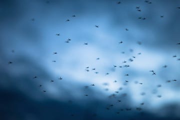 Mosquitos against the sky