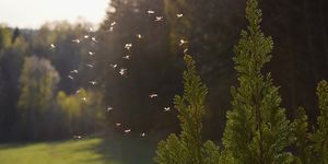 mosquitoes flying in sunset light