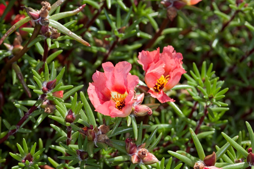 portulaca grandiflora moss rose