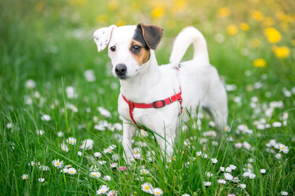 jack russell terrier on a meadow with flowers.