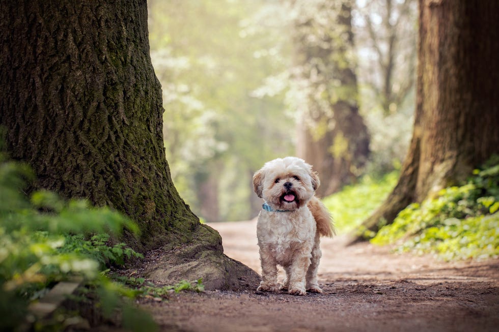 small lhasa apso dog in park, woods with trees