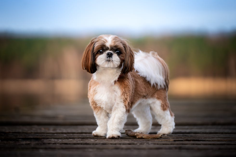 a shih tzu dog stands on a wooden per. outdoor photo