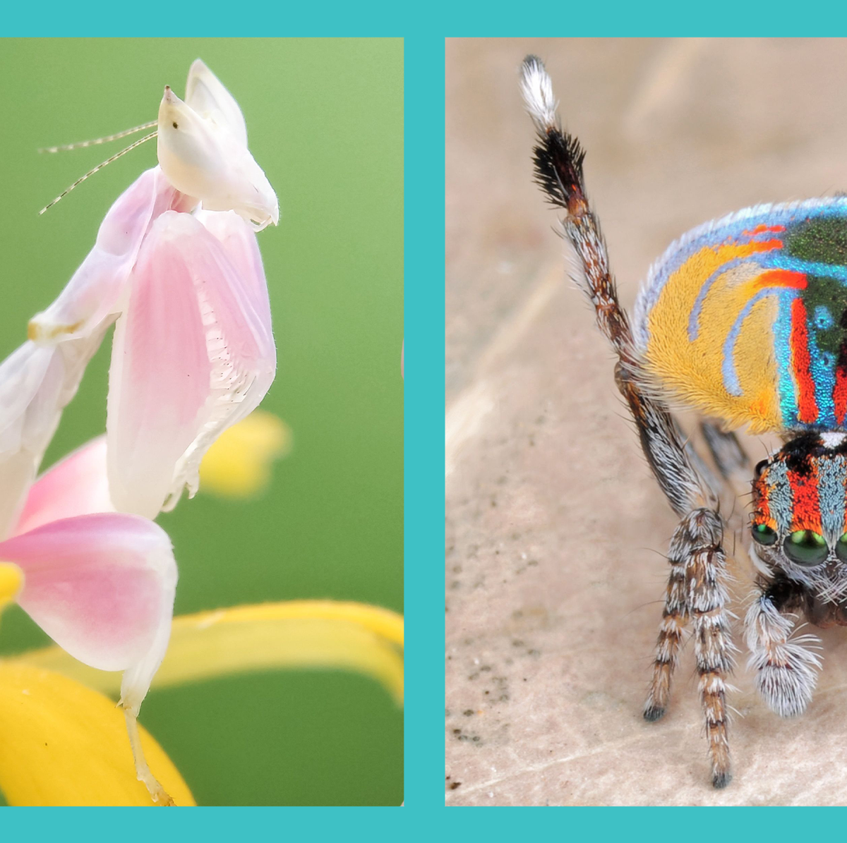 15 Pictures of the Most Beautiful Insects in the World