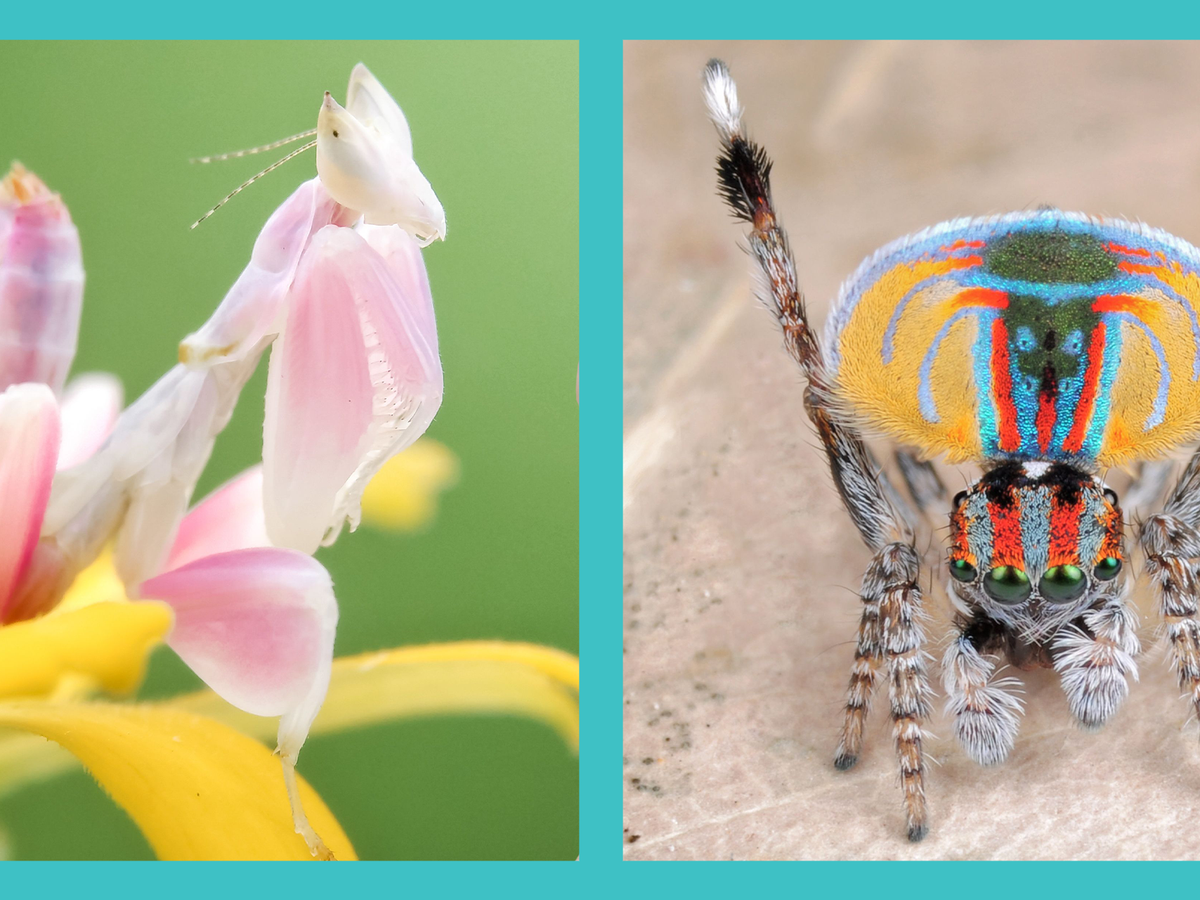 15 Pictures of the Most Beautiful Insects in the World
