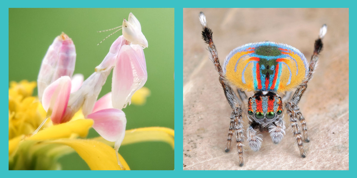 IV. Beetles: A Kaleidoscope of Colors