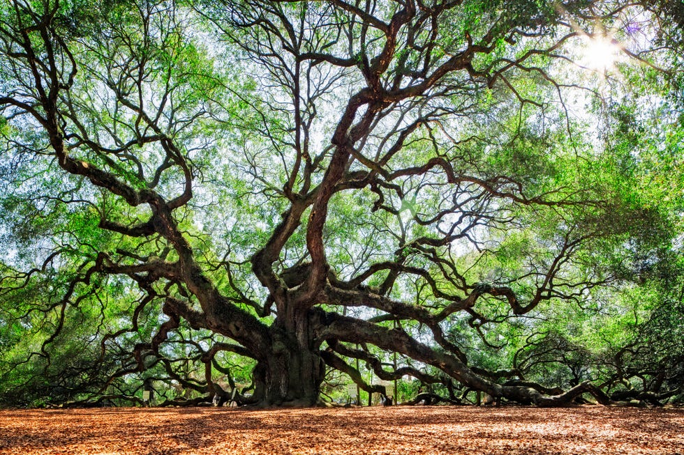 most beautiful places america tree