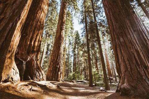 most beautiful places in the us sequoia national forest
