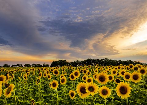 most beautiful places in america sunflower field