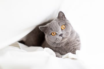 gray british shorthair cat with orange eyes lying under a white bed sheet