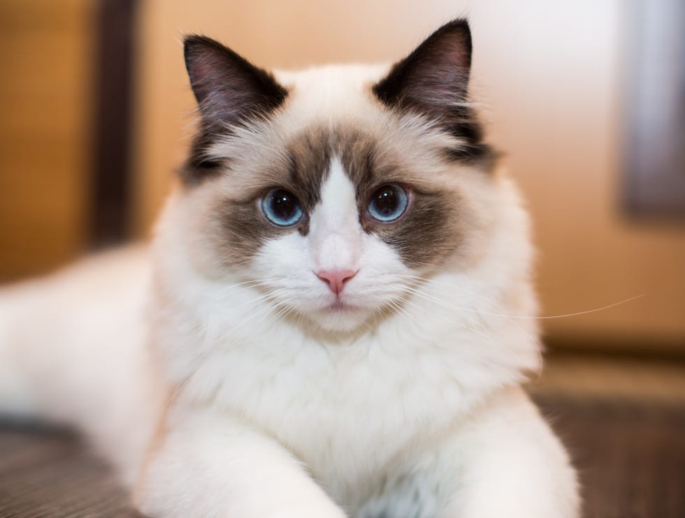 Pawsitively Purrfect: The Quirkiest Cat Breeds You've Never Heard Of